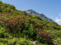 Die ersten Alpenrosen leuchten am Berghang - Klammljoch Wanderung